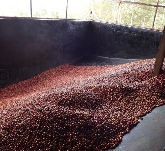 COMING SOON! Kenya - Gikirima Peaberry