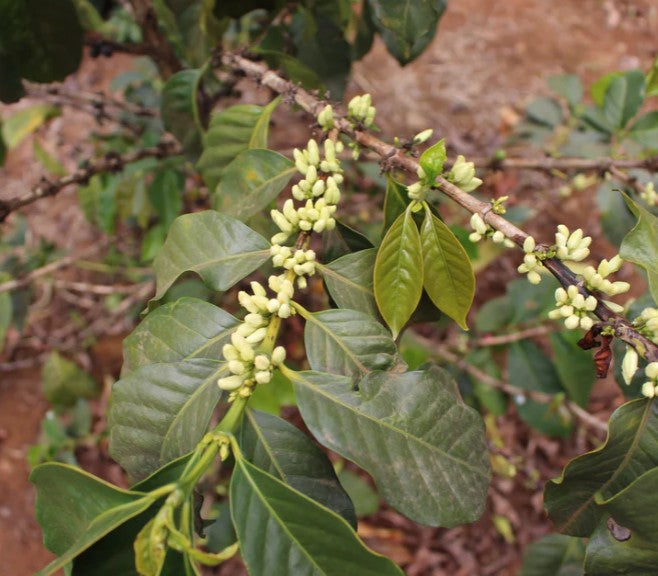 COMING SOON! Kenya -  Gikirima Peaberry