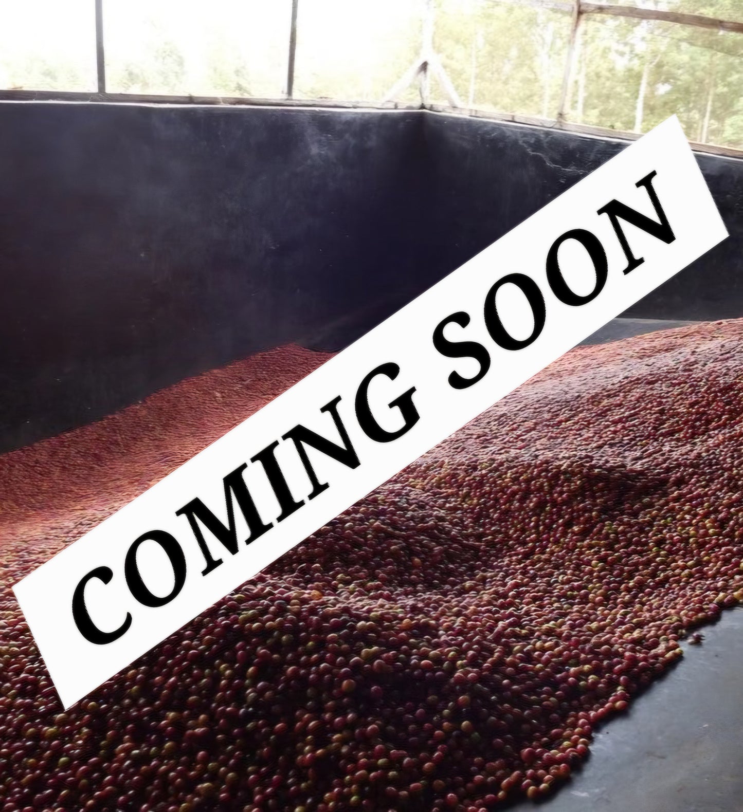 COMING SOON! Kenya -  Gikirima Peaberry