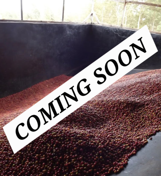 COMING SOON! Kenya -  Gikirima Peaberry